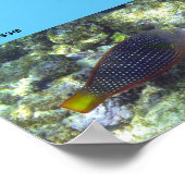 Snorkel op Poipu Beach Poster (Hoek)