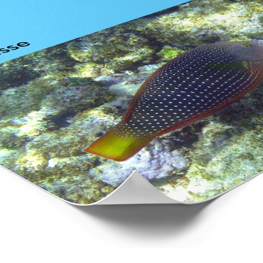 Snorkel op Poipu Beach Poster (Hoek)