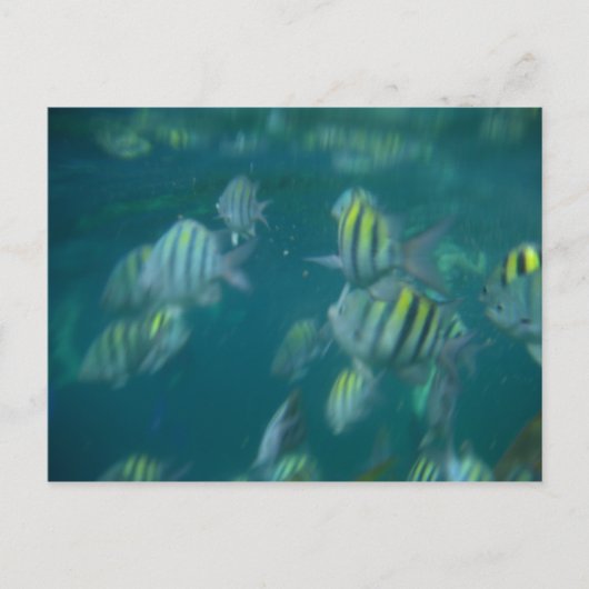 snorkelen briefkaart (Voorkant)