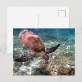 Snorkelen met schildpad briefkaart (Voorkant / Achterkant)