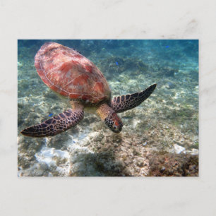 Snorkelen met schildpad briefkaart