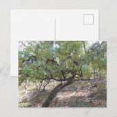 Snottygobble Oude Hag Struik Tree Briefkaart (Voorkant / Achterkant)