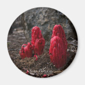 Snow Blossom Magnet (Voorkant)