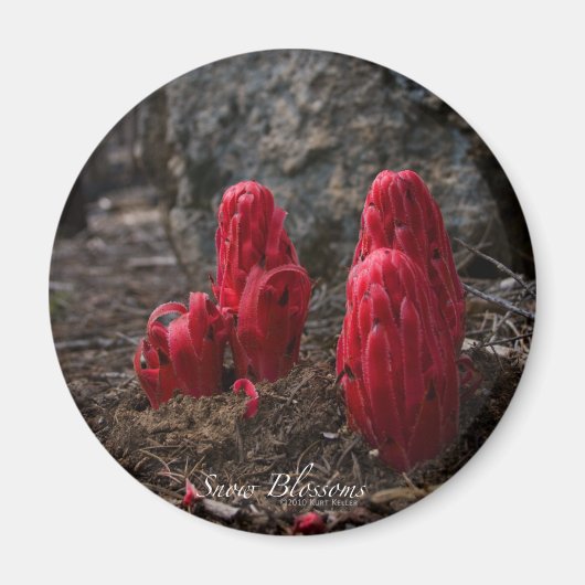 Snow Blossom Magnet (Voorkant)