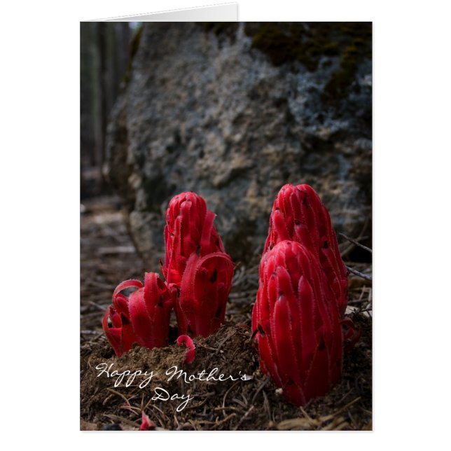 Snow Blossom Moederdag (Voorkant)