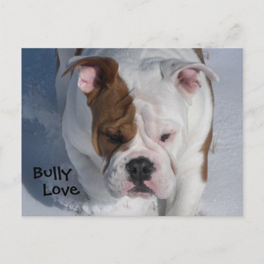 Snow Bully 2 - English Bulldog Briefkaart (Voorkant)