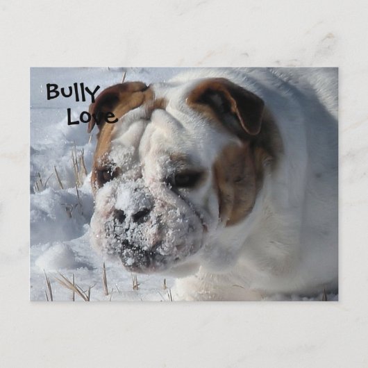 Snow Bully - English Bulldog Briefkaart (Voorkant)
