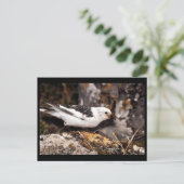 Snow Bunting Briefkaart (Staand voorkant)