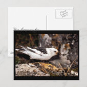 Snow Bunting Briefkaart (Voorkant / Achterkant)