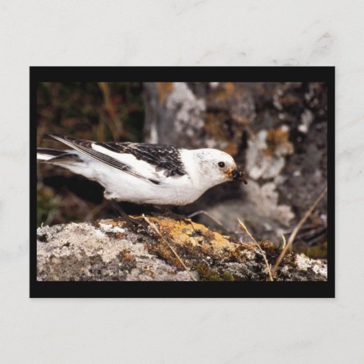 Snow Bunting Briefkaart (Voorkant)