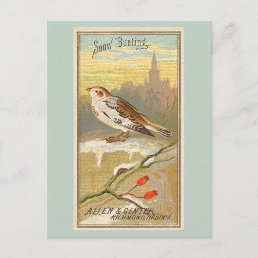 Snow Bunting Briefkaart (Voorkant)