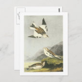 Snow Bunting door Audubon Briefkaart (Voorkant / Achterkant)