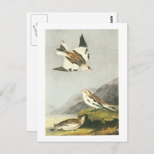 Snow Bunting door Audubon Briefkaart (Voorkant / Achterkant)