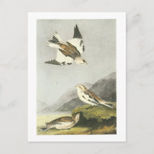 Snow Bunting door Audubon Briefkaart