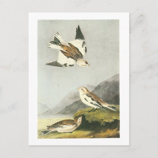 Snow Bunting door Audubon Briefkaart (Voorkant)
