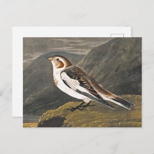 Snow Bunting door John James Audubon,  vogel Briefkaart (Voorkant / Achterkant)
