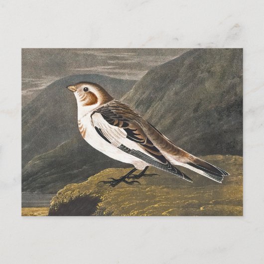 Snow Bunting door John James Audubon,  vogel Briefkaart (Voorkant)