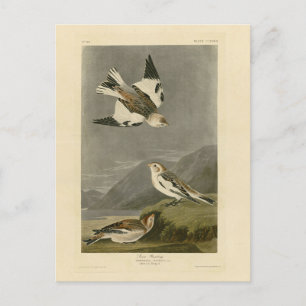 Snow Bunting John James Audubon's Birds of America Briefkaart