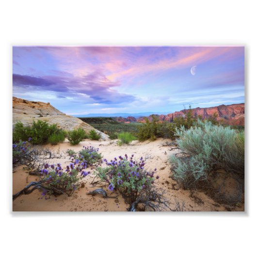 Snow Canyon Sunrise Wildbloemen Landscape Foto Afdruk (Voorkant)