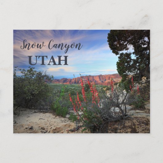 Snow Canyon Utah Wildbloemen Briefkaart (Voorkant)