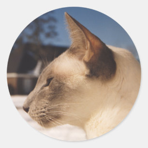 Snow Cat - Siamees Blauw Punt Profiel Ronde Sticker