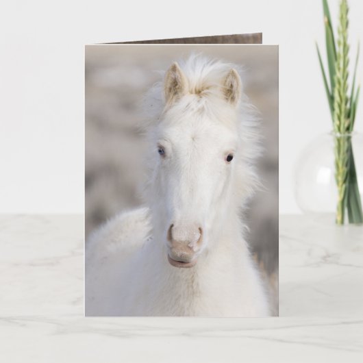 Snow Colt Wild Horse Wenskaart Kaart (Voorkant)