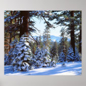 Snow-covered Red Fir trees in the High Sierra 2 Poster (Voorkant)