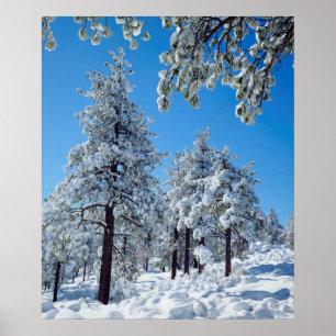 Snow-covered trees in the Laguna Mountains Poster