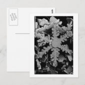 Snow Crystal Briefkaart (Voorkant / Achterkant)