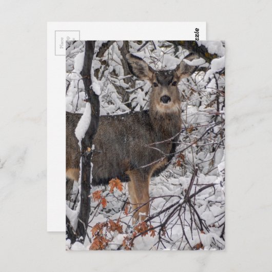 Snow Deer - Wasatch Front - Utah Briefkaart (Voorkant / Achterkant)