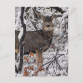 Snow Deer - Wasatch Front - Utah Briefkaart (Voorkant)