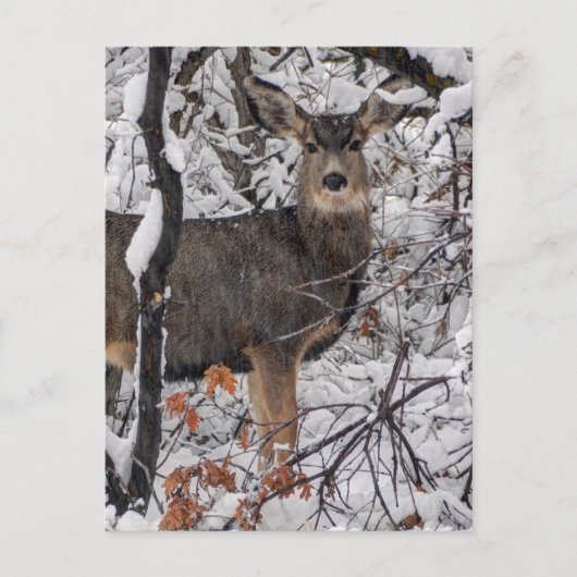 Snow Deer - Wasatch Front - Utah Briefkaart (Voorkant)