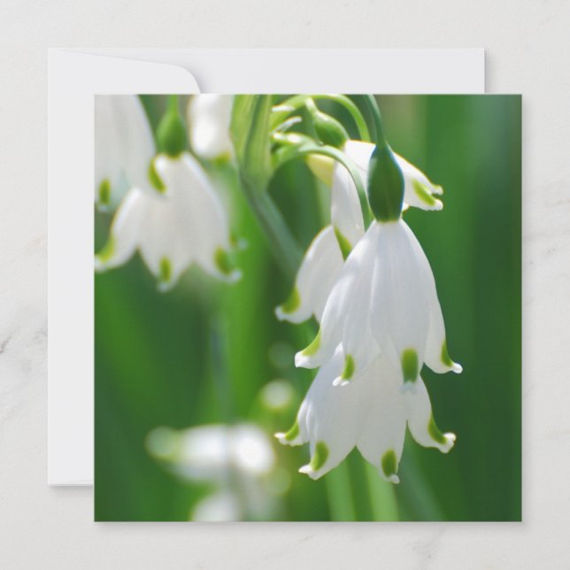 Snow Drop Lily (Voorkant)