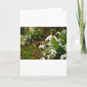 Snow Drops Kaart (Voorkant)