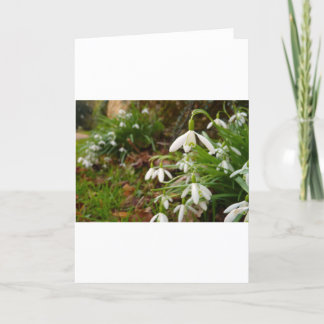 Snow Drops Kaart