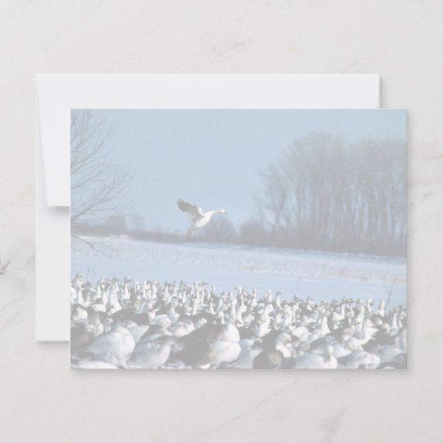 Snow Geese (Voorkant)