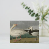 Snow Goose Briefkaart (Staand voorkant)