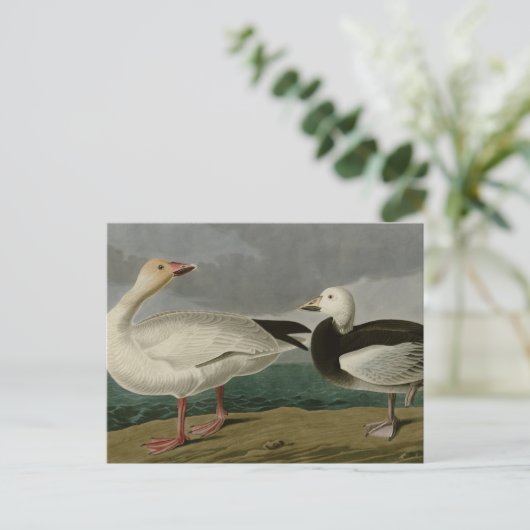 Snow Goose Briefkaart (Staand voorkant)