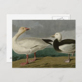 Snow Goose Briefkaart (Voorkant / Achterkant)