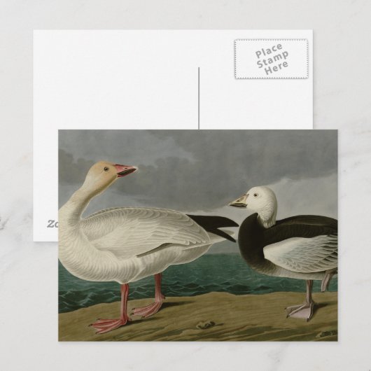 Snow Goose Briefkaart (Voorkant / Achterkant)