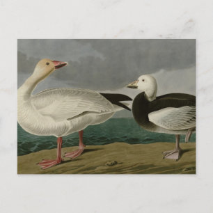 Snow Goose Briefkaart