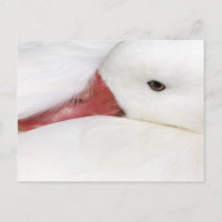 Snow Goose Chen caerulescens
