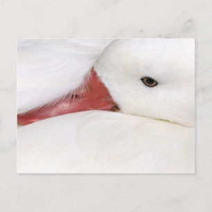 Snow Goose Chen caerulescens Briefkaart