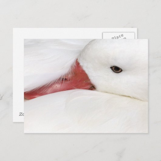 Snow Goose Chen caerulescens Briefkaart (Voorkant / Achterkant)