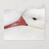 Snow Goose Chen caerulescens Briefkaart (Voorkant)