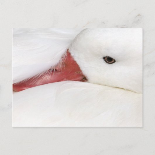 Snow Goose Chen caerulescens Briefkaart (Voorkant)