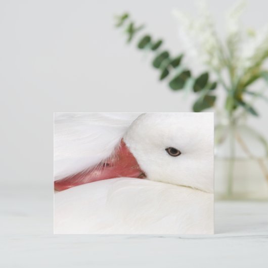 Snow Goose Chen caerulescens Briefkaart (Staand voorkant)