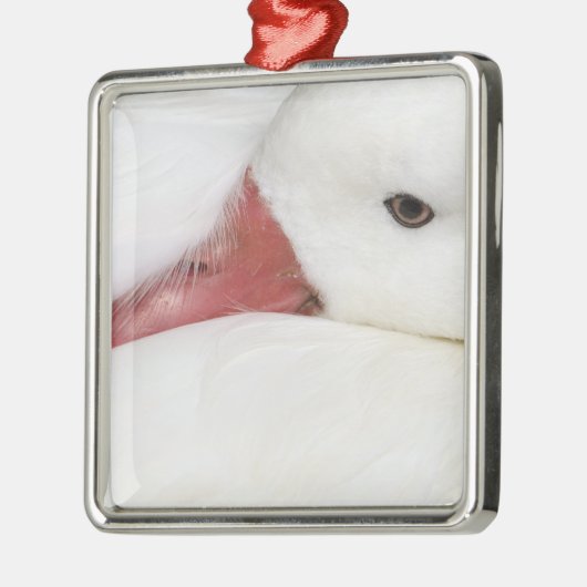 Snow Goose Chen caerulescens Metalen Ornament (Links)