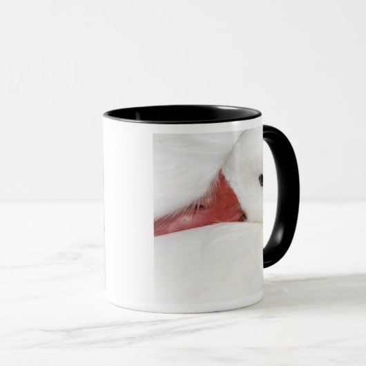 Snow Goose Chen caerulescens Mok (Voorkant rechts)