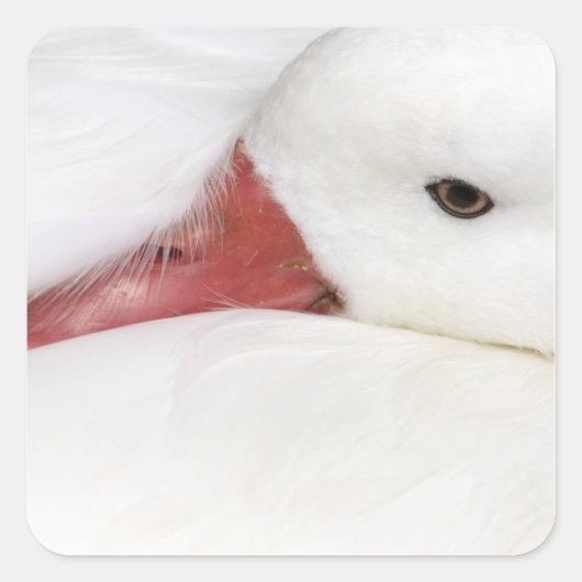 Snow Goose Chen caerulescens Vierkante Sticker (Voorkant)